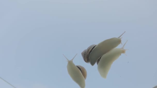 Caracóis rastejando em vidro contra um céu azul. Caracóis em vidro close-up. Caracóis em vidro transparente. — Vídeo de Stock