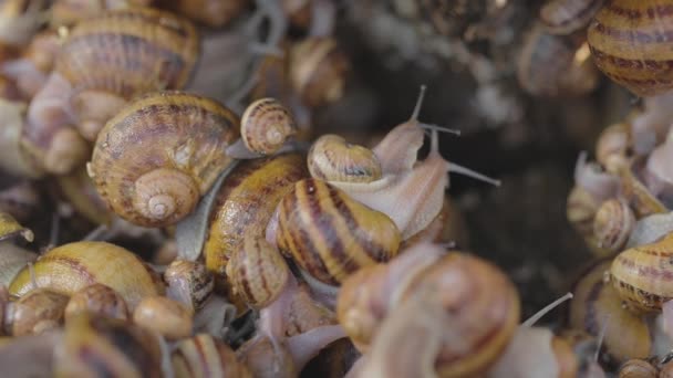 Caracóis de perto. Caracóis no close-up da fazenda. Agricultura industrial de caracóis de comida — Vídeo de Stock