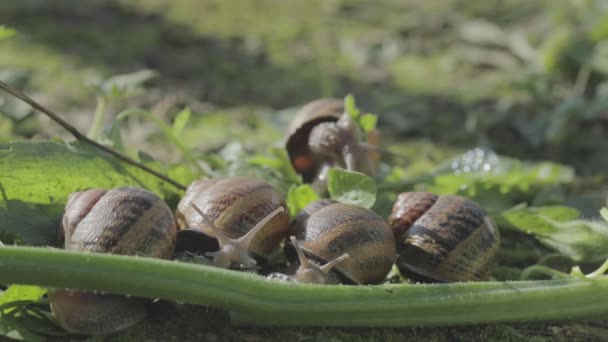 Helix Aspersa Maxima закрывается на траве. Хеликс Асперса Мюллер на зеленом фоне в траве. Растущие улитки. Улитка — стоковое видео