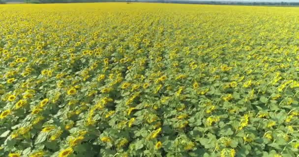 Zonnebloem veld uitzicht van drone. Vliegen over een veld van zonnebloemen. Zonnebloemen kweken. Landbouw — Stockvideo