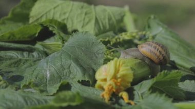 Salyangoz çiftliği. Sebze iliğine yakın plan salyangoz. Bahçedeki salyangoz. Doğal ortamında salyangoz