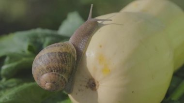 Salyangoz çiftliği. Sebze iliğine yakın plan salyangoz. Bahçedeki salyangoz. Doğal ortamında salyangoz