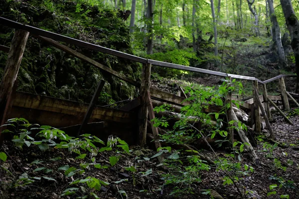 Abandoned and old wooden hiking trails on an old forest in Romania