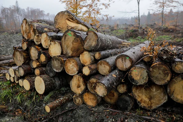 Cheia Romania October 2020 Cut Trees Cheia Village Prahova County — Stock Photo, Image