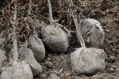 Kökleri olan küçük ağaçlar bulutlu ve soğuk bir Kasım gününde dikilmeye hazır..