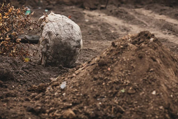 Kleine Boom Met Wortels Klaar Worden Geplant Een Bewolkte Koude — Stockfoto