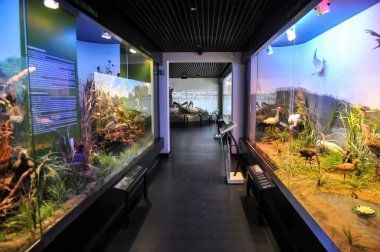 Bükreş, Romanya - 14 Eylül 2011: Grigore Antipa Ulusal Doğal Tarih Müzesinden Detaylar.