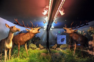 Bükreş, Romanya - 14 Eylül 2011: Grigore Antipa Ulusal Doğal Tarih Müzesinden Detaylar.