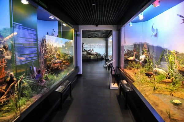 Bükreş, Romanya - 14 Eylül 2011: Grigore Antipa Ulusal Doğal Tarih Müzesinden Detaylar.