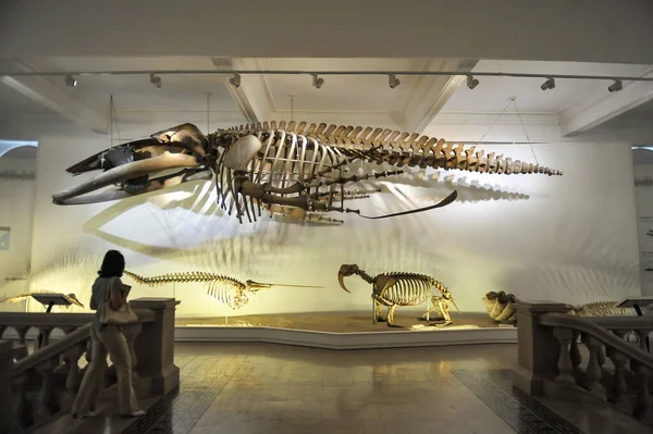 Bükreş, Romanya - 14 Eylül 2011: Grigore Antipa Ulusal Doğal Tarih Müzesinden Detaylar.
