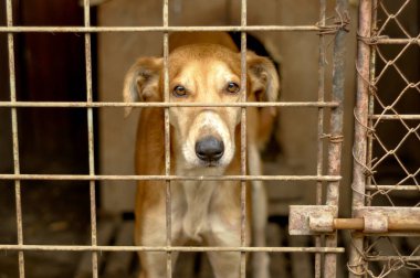 Pis bir köpek barınağında başıboş bir köpeğin portresi..