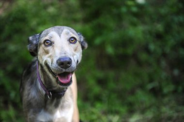 Genç bir dişi sokak köpeğiyle sığ alan derinliği (seçici odak) resmi, kurtarıldı ve evlat edinildi.