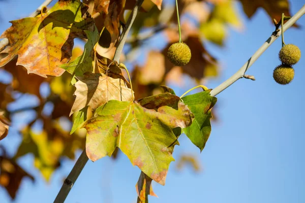 Detalles Con Hojas Arce Otoño Frutas Bajo Luz Sol Noviembre —  Fotos de Stock