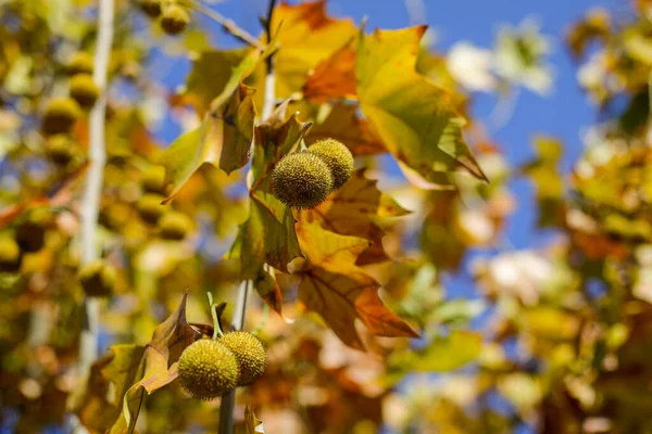 Detalles Con Hojas Arce Otoño Frutas Bajo Luz Sol Noviembre —  Fotos de Stock