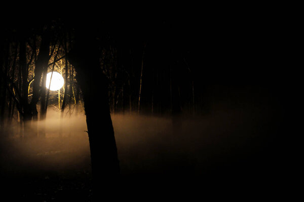 Moody image with a light globe used in cinematography in a dark forest at night with smoke above the ground - UFO concept.