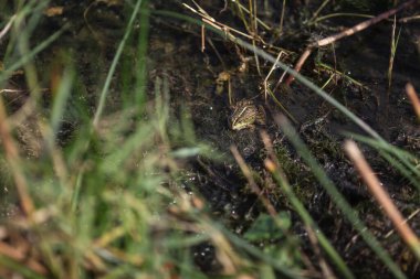 Bataklıktaki bitki örtüsü arasında yeşil kurbağa.