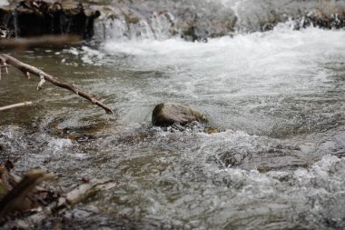 Romanya Karpat Dağları 'nda soğuk ve güneşli bir kış gününde akan akarsuyun berrak sularıyla ilgili ayrıntılar.