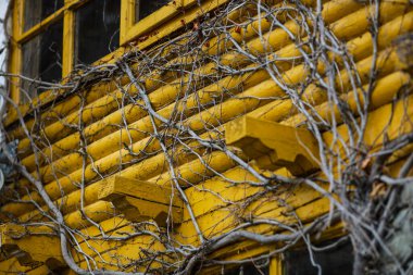 Soğuk bir kış günü, ölü tırmanma sarmaşığı (Hedera Helix) ile ilgili detaylar bir kaya ve odun dağ kulübesine dallar yerleştirir..