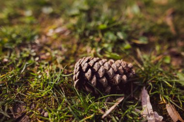 Yüzeyin sığ derinliği (seçici odak) bir ormanda çimlerin üzerinde bir çam kozalağı görüntüsü.