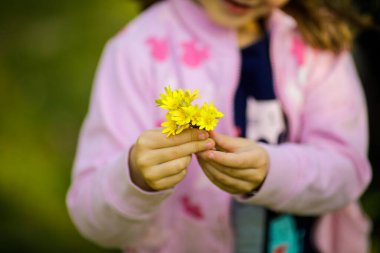 Yüzeyin sığ derinliği (seçici odak) sarı bahar çiçeklerini tutan küçük bir kızın eliyle