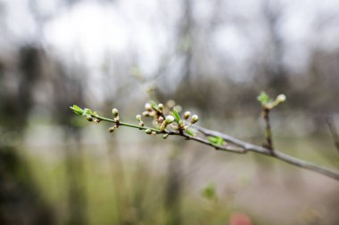 Bir bahar akşamı dalında tomurcukları olan sığ alan derinliği (seçici odak) resmi.