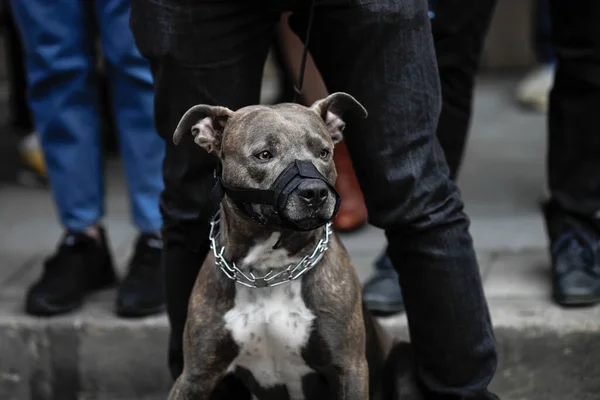 Imagen Profundidad Campo Poco Profunda Enfoque Selectivo Con Pitbull Que — Foto de Stock