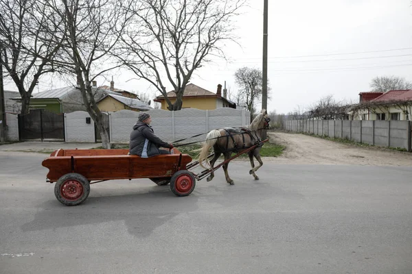 Sintesti Rumania Abril 2021 Hombre Conduce Carro Tirado Por Caballos — Foto de Stock