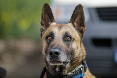 Belçikalı Malinois eğitimli bir köpeğin sığ alan derinliği (seçici odak) portresi.
