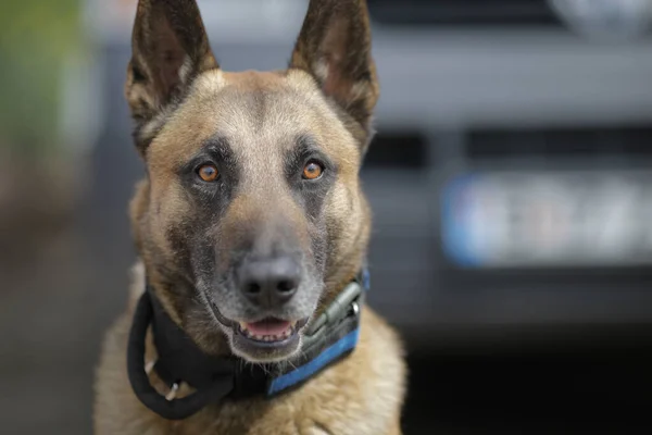 Flache Schärfentiefe Selektiver Fokus Porträt Eines Belgischen Malinois Dressierten Hundes — Stockfoto
