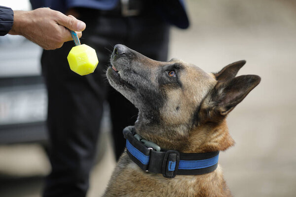 Details with the interaction between a Belgian Malinois trained dog and his owner.