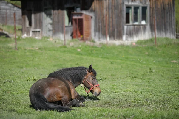 Cavalo Sentado Grama Uma Fazenda Com Velho Edifício Madeira Fundo — Fotografia de Stock