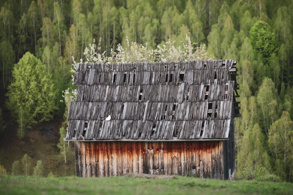 Antigua Cabaña Abandonada Quemada Las Verdes Colinas Transilvania Rumania Con —  Fotos de Stock