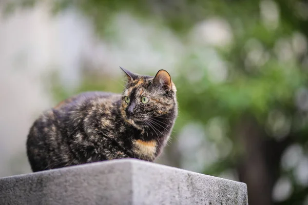 European Shorthair Αδέσποτη Γάτα Μια Συννεφιασμένη Καλοκαιρινή Ημέρα — Φωτογραφία Αρχείου