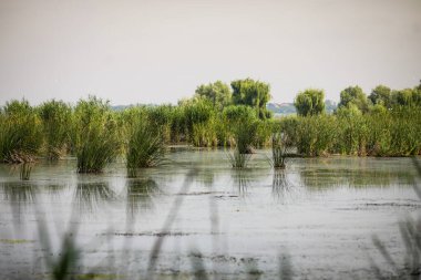 Plants specific to the wetlands (reeds) in the Neaslov Delta in Romania, very similar to the Danube Delta.