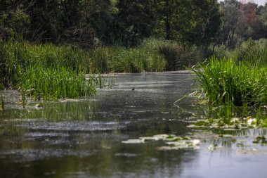 Plants specific to the wetlands (reeds) in the Neaslov Delta in Romania, very similar to the Danube Delta.