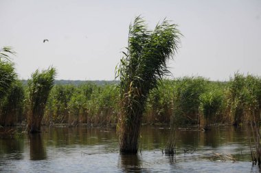 Plants specific to the wetlands (reeds) in the Neaslov Delta in Romania, very similar to the Danube Delta.