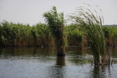 Plants specific to the wetlands (reeds) in the Neaslov Delta in Romania, very similar to the Danube Delta.