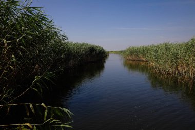 Plants specific to the wetlands (reeds) in the Neaslov Delta in Romania, very similar to the Danube Delta.