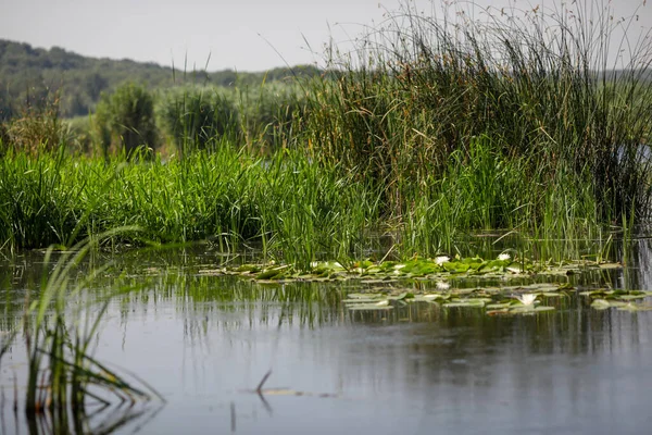 Plantas Específicas Los Humedales Juncos Del Delta Del Neaslov Rumanía — Foto de Stock