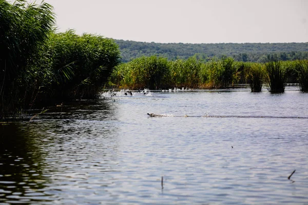 罗马尼亚尼亚斯洛夫三角洲湿地特有的植物和动物 芦苇和海鸟 与多瑙河三角洲非常相似 从一艘运行中的船只上可以看到 — 图库照片