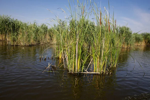 Plantas Específicas Los Humedales Juncos Del Delta Del Neaslov Rumanía — Foto de Stock