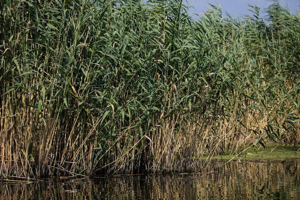 Plants Specific Wetlands Reeds Neaslov Delta Romania Very Similar Danube — Stockfoto