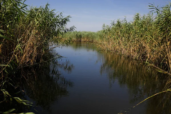 Plantas Específicas Los Humedales Juncos Del Delta Del Neaslov Rumanía — Foto de Stock