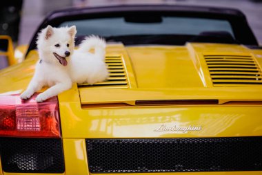 Bükreş, Romanya - 7 Ağustos 2021: Üstü açık sarı bir Lamborghini spor arabasının üzerindeki küçük beyaz köpek.