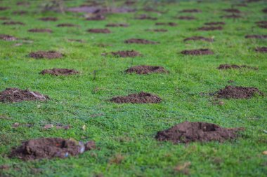 Topraktaki delikler (etraftaki çöplerle) ağaçların dikilmesi için.