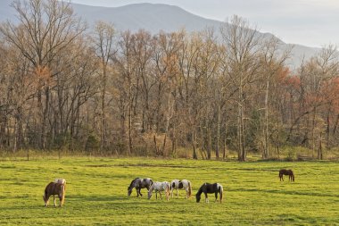 Horses Grazing At Sunset In Cades Cove clipart