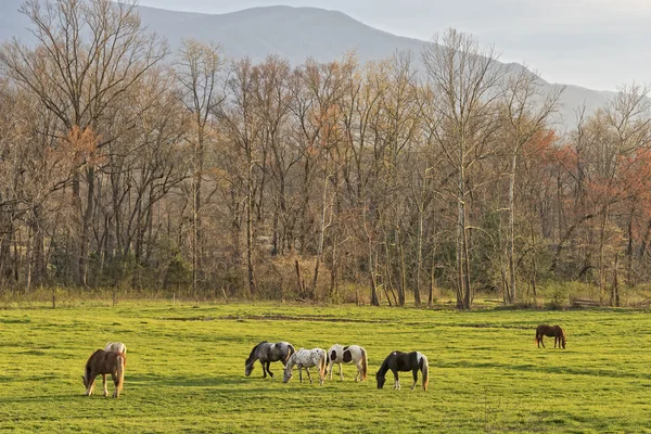 Paarden grazen bij zonsondergang In aantalterbeurzeingekochte Cove — Stockfoto