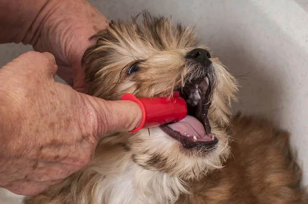 Cucciolo ottenere il suo denti spazzolato — Foto Stock