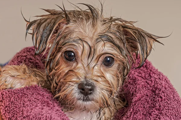 Cucciolo ottenere asciutto dopo il suo bagno — Foto Stock