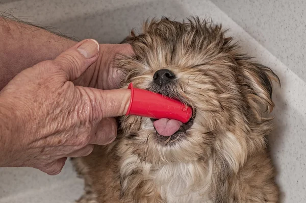 Cachorro llegar su dientes cepillado — Foto de Stock